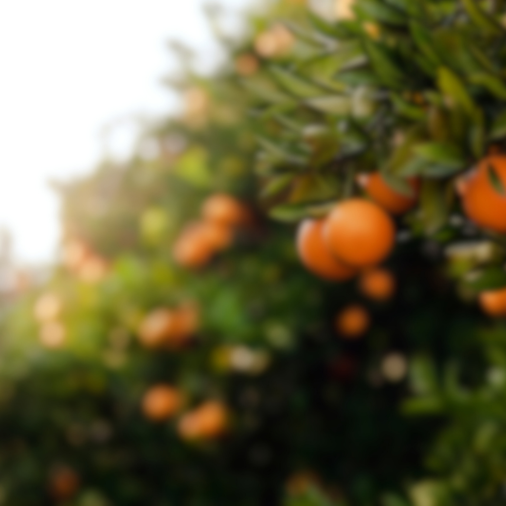 室內香氛 - 居家香氛 - 房間香氛 - 空間香氛 - 居家香精  - nardeart聯名活動｜拍貼送淡香精！